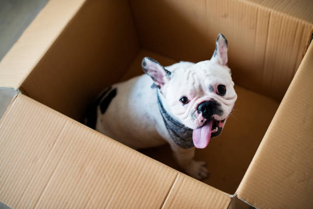 french bull dog in a box